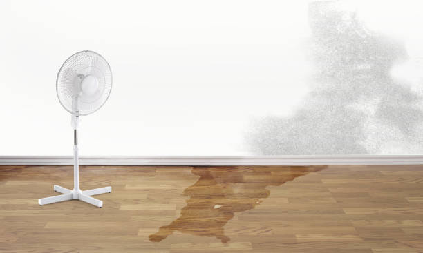 Best Water damage contractors near me  in Tornado, WV